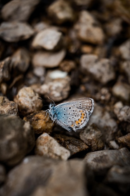 Снимок крупным планом голубой бабочки Аманды (Polyommatus amandus) обыкновенной голубой бабочки