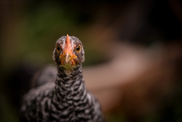 Closeup shot of an Amrock chicken head