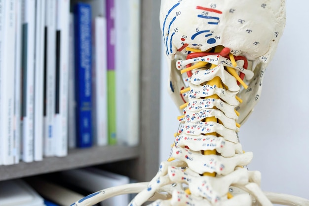 Closeup shot of an anatomical skeleton model for medical purposes