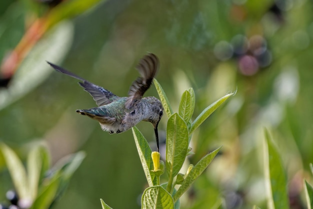 Closeup shot of an Anna's Hummingbird eating nectar from a flower on a blurry green background