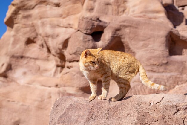 Closeup shot of an Arabian mau on the edge of a mountain in Petra Jordan