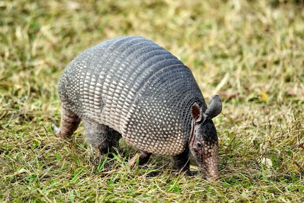 Photo closeup shot of an armadillos in florida usa