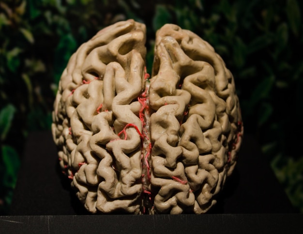 Closeup shot of an artificial human brain