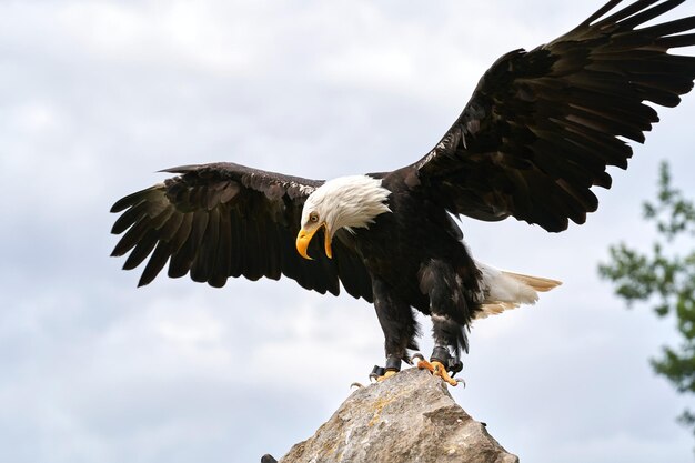 Photo closeup shot of bald eagle while flying in the sky