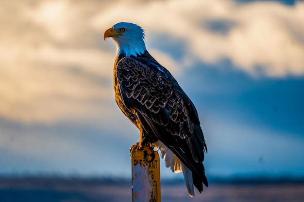 Closeup shot of a Bald eagle