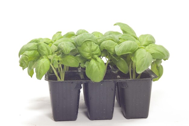 Closeup shot of basil seedlings in a plastic black tray with a white background