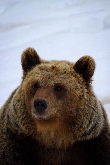 A closeup shot of bear lying in the middle of forest