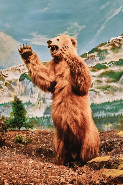 A closeup shot of bear standing with mountain background