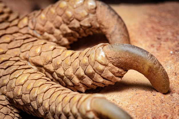 Closeup shot of bearded dragon claw