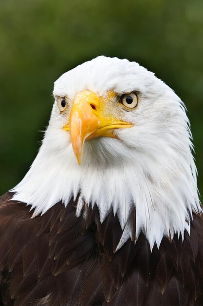 Closeup shot of a beautiful bald eagle with a blurred background