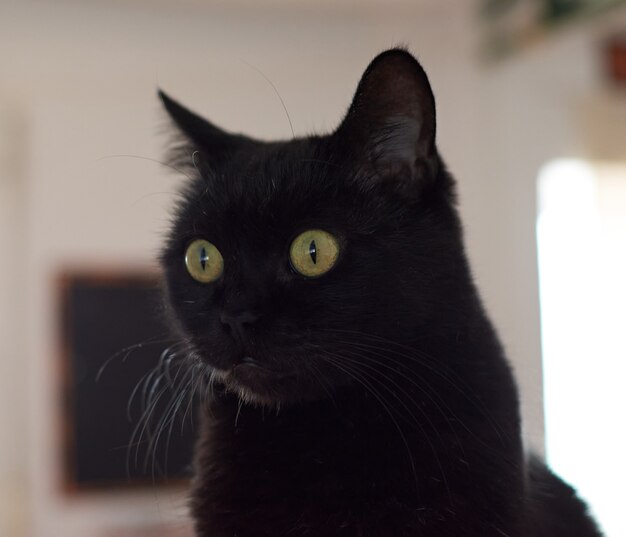 A closeup shot of a beautiful black cat with green eyes on blurred