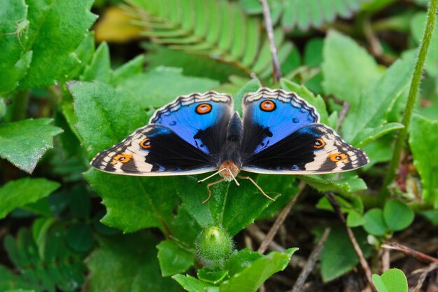 Foto una foto da vicino di una bellissima farfalla blu sulle foglie di una pianta
