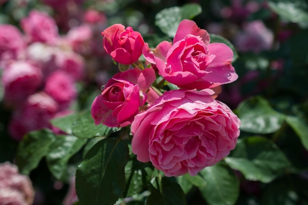 Closeup shot of a beautiful branch with pink garden roses