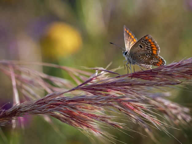 Closeup shot of a beautiful butterfly photographed in its natural habitat