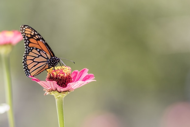 Closeup shot of a beautiful butterfly sitting on a flower