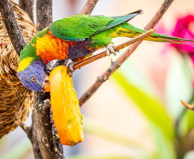 Снимок крупным планом красивого красочного попугая, поедающего манго с дерева с размытым фоном