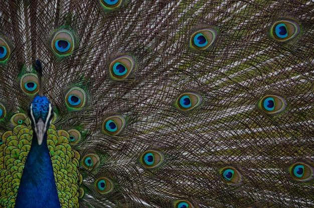 Closeup shot of a beautiful and elegant peacock on a green grass