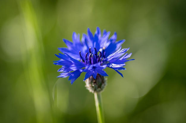 Closeup shot of a beautiful flower