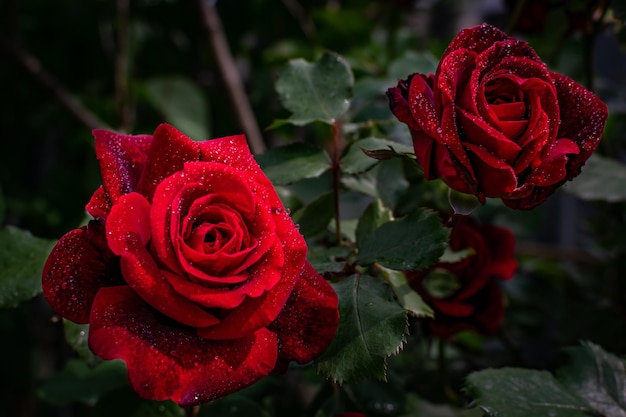 Closeup shot of beautiful fully bloomed red roses with water droplets against a blurred background