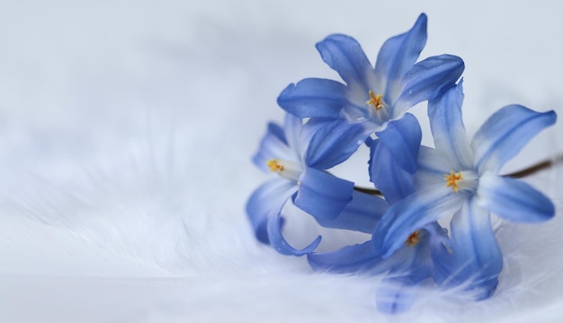 Closeup shot of beautiful glory of the snow flowers