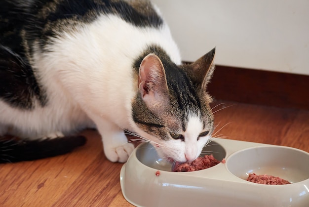 Foto un primo piano di un bellissimo gatto grigio e bianco che mangia cibo