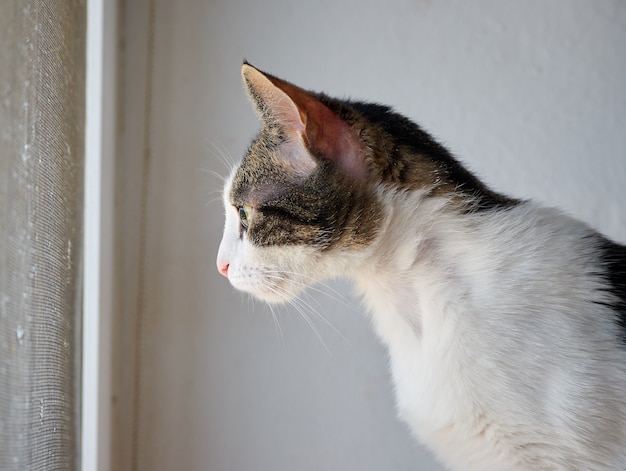 A closeup shot of a beautiful gray and white cat near a window
