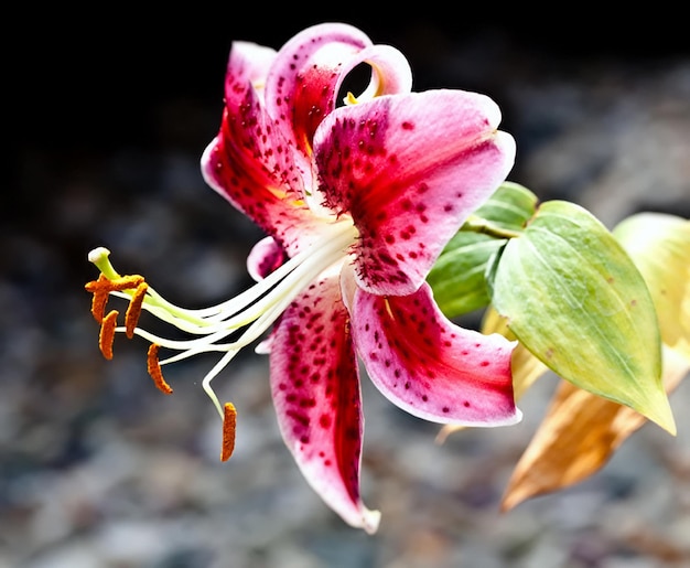 Closeup shot of a beautiful lily