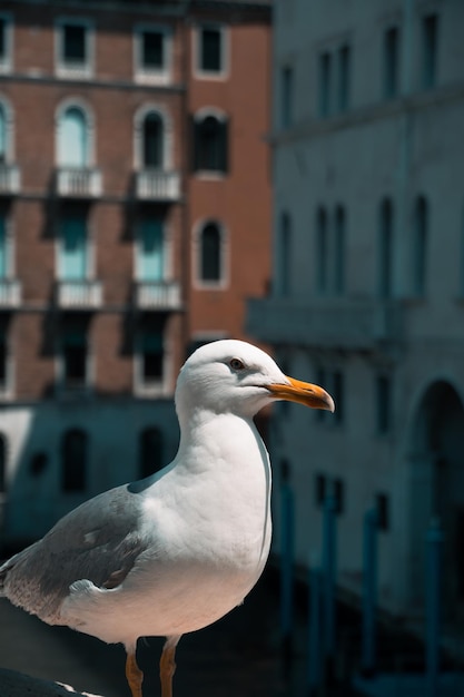 Closeup shot of a beautiful lovely white seagull perched on a railing outdoors