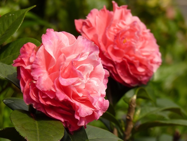 Colpo del primo piano di bella camelia rosa nel giardino