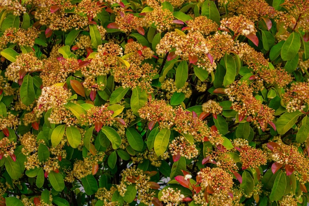 Closeup shot of beautiful skimmia japonica flowers