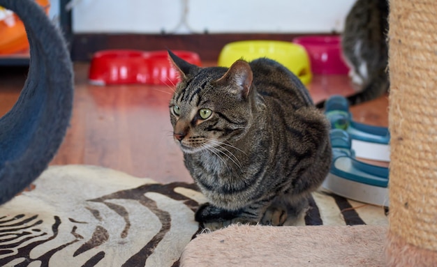 A closeup shot of a beautiful striped cat with green eyes