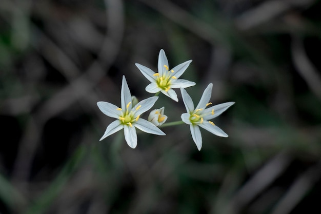 Closeup shot of beautiful white flowers in a garden