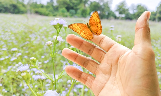 Closeup shot of a beautiful yellow butterfly in the forest perched on a finger with a flower garden as the background