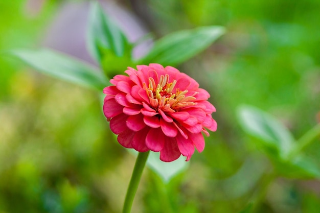 정원에 있는 아름다운 Zinnia elegans의 클로즈업 샷