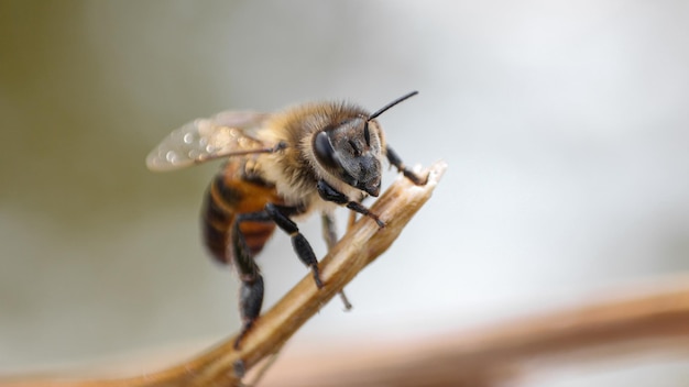 Closeup shot of a bee on a branch of a tree isolated on a blurred background