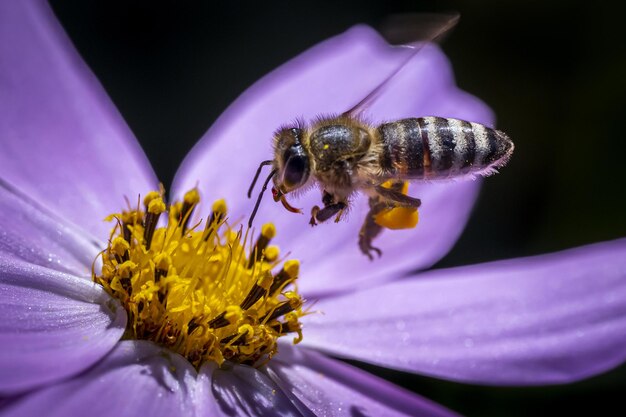 Closeup shot of a bee flying to the flower to take nectar from it