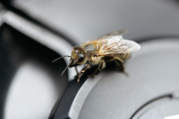 Closeup shot of a bee on a gray surface