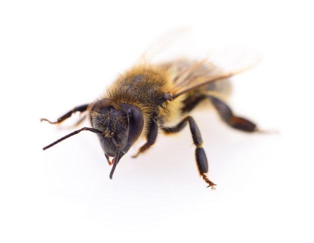 Closeup shot of a bee isolated on white background