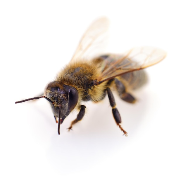 Closeup shot of a bee isolated on white background