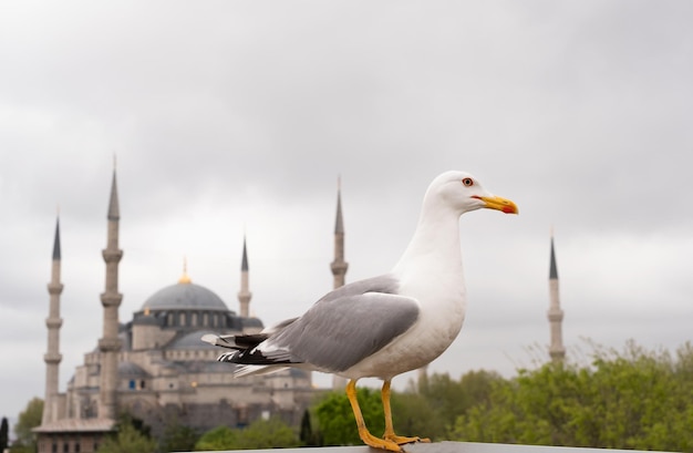 イスタンブールトルコのブルーモスクの背景にカメラを見ている大きな白灰色のカモメのクローズアップショット