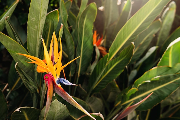 Colpo del primo piano del fiore dell'uccello del paradiso nella foresta tropicale