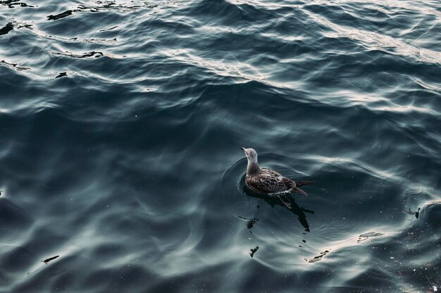 Foto colpo del primo piano di un uccello che nuota sull'acqua durante il giorno