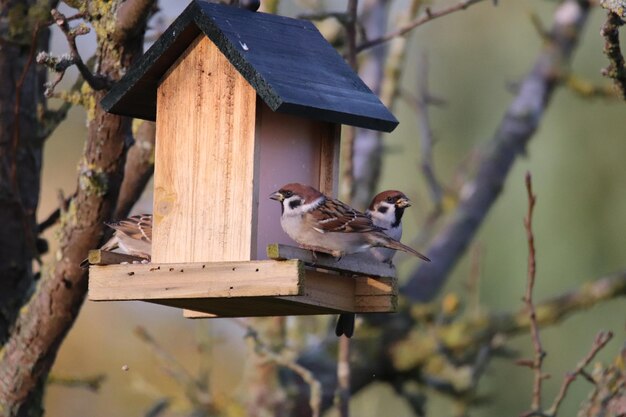 Foto un primo piano di uccelli che si riuniscono per mangiare da un alimentatore appeso con semi