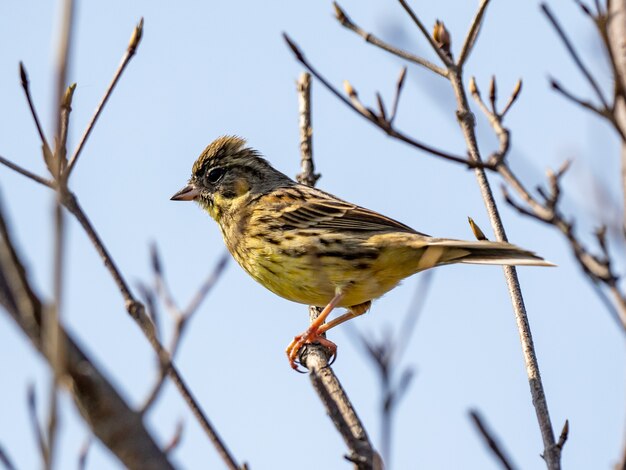 Closeup shot of a black-faced bunting on the tree against blue sky background