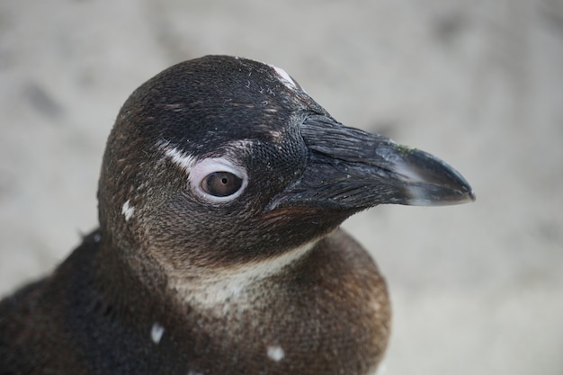 不思議なことに何かを見ている短いくちばしを持つ黒いペンギンのクローズアップショット