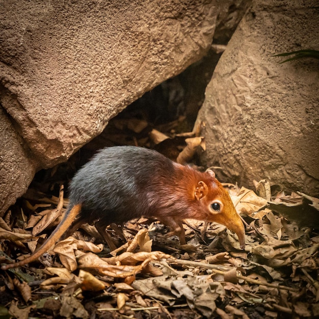 Photo closeup shot of a black and rufous elephant shrew in a zoo