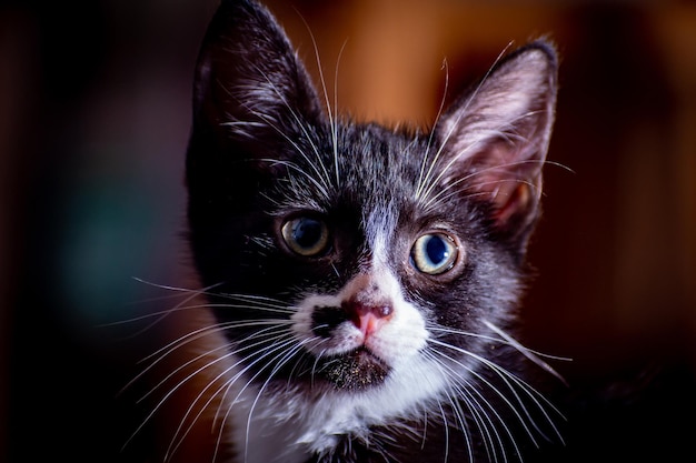 Closeup shot of a black and white kitten looking