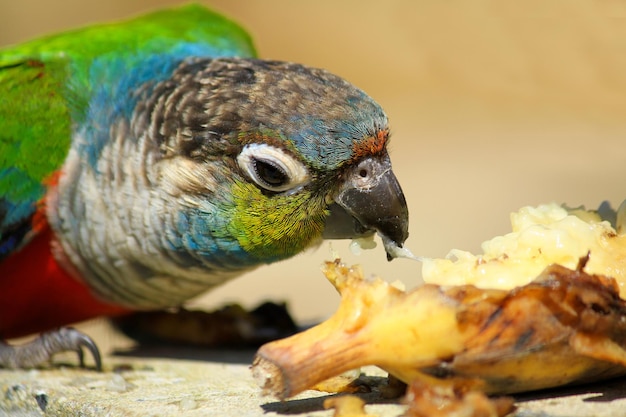 Colpo del primo piano di un pappagallo di comedone che mangia con il suo becco nero