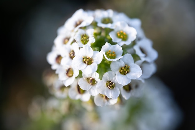 Closeup shot of a blooming alyssum