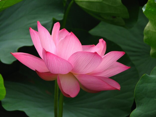 Closeup shot of a blooming pink lotus